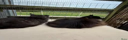 Maine Coon cats for sale: 2 Stunning Retired Mainecoon Girls to go together - Advert 5