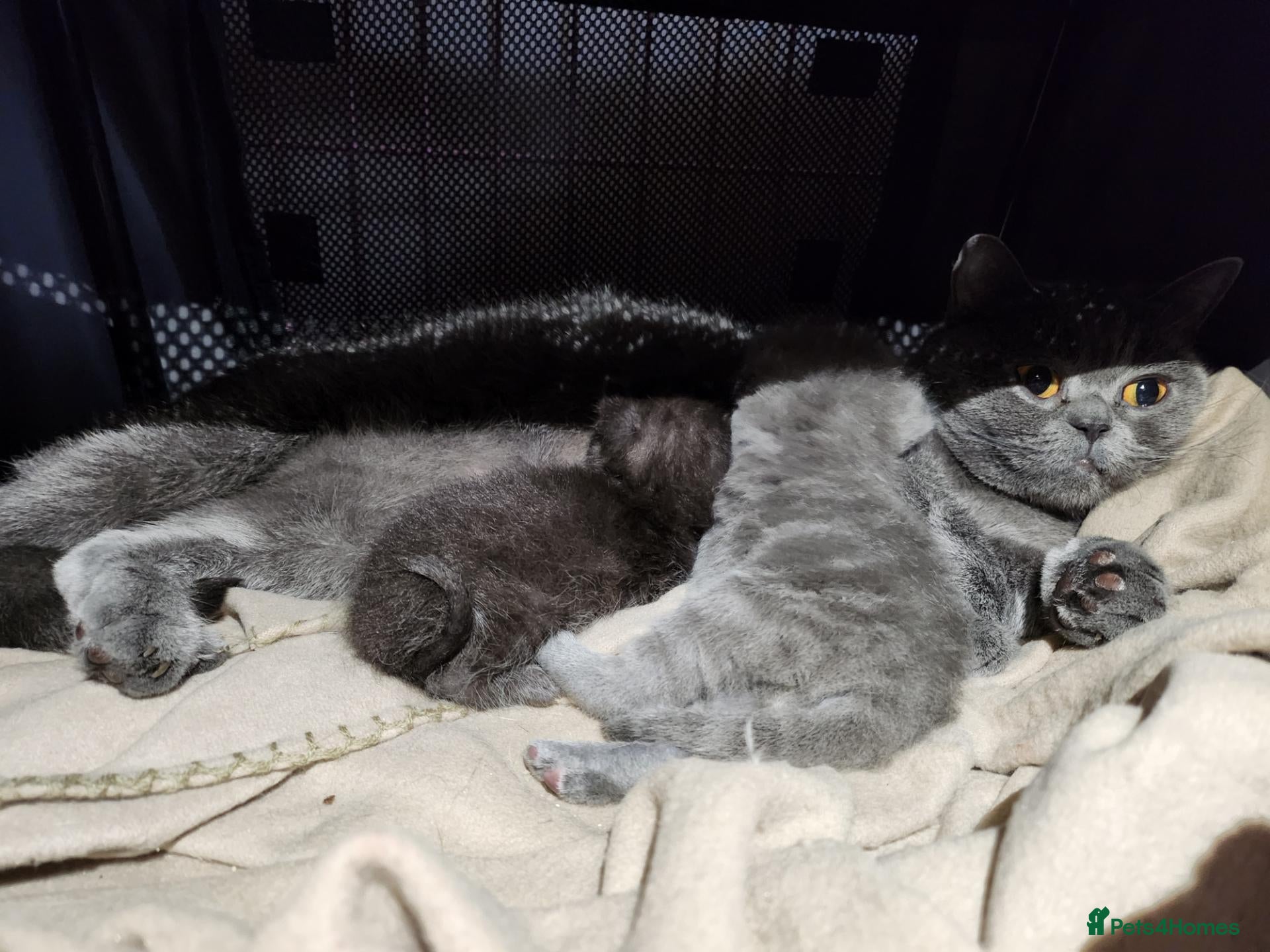 British Shorthair cats Brithish shorthair kittens  - Advert 2