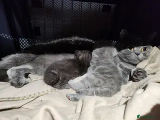 British Shorthair cats Brithish shorthair kittens - Advert 2