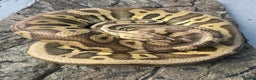 Python Snake reptiles for sale: Male super pastel leopard het clown  - Advert 4