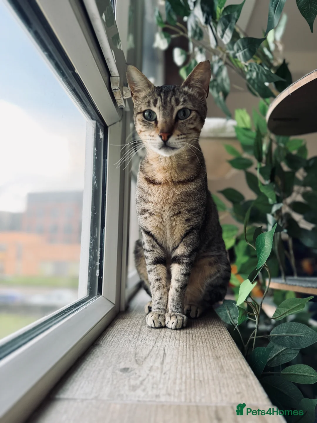 Arabian Mau cats for adoption: Hera ♥️ (House Cat)  - Advert 14