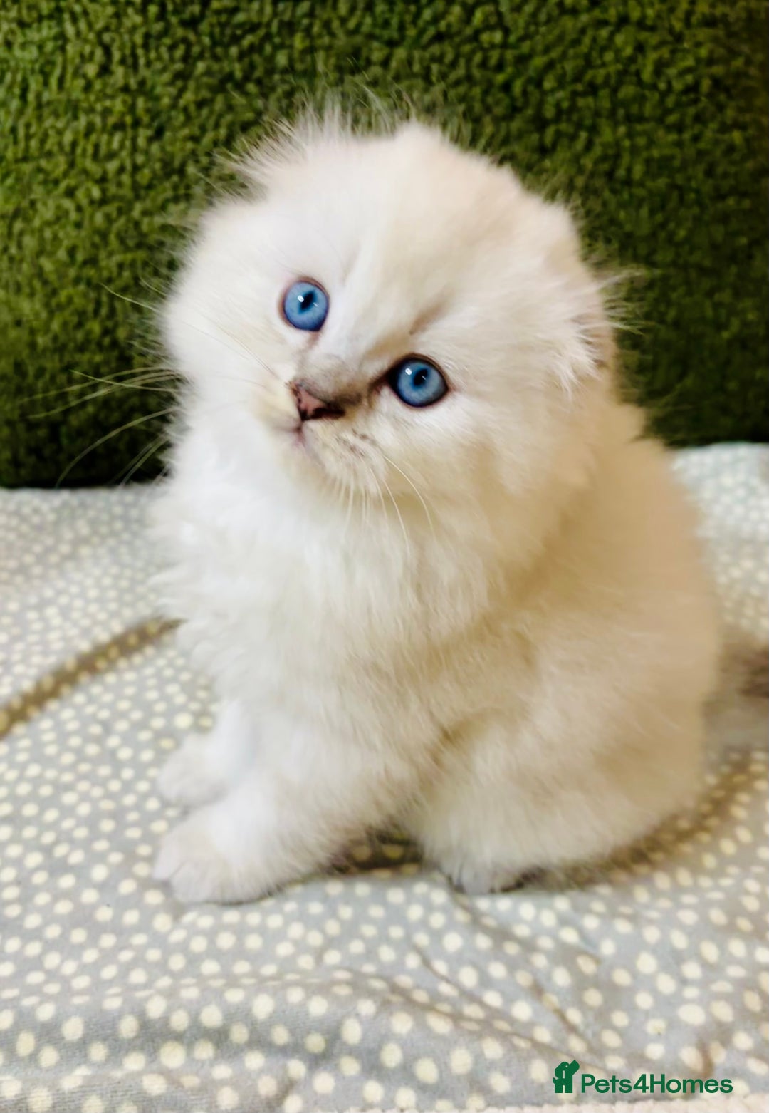 Scottish Fold cats for sale: 🌟🌟🌟🌟🌟Pedigree Scottish Fold Kittens - Advert 1