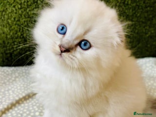 Scottish Fold cats 🌟🌟🌟🌟🌟Pedigree Scottish Fold Kittens - Advert 5