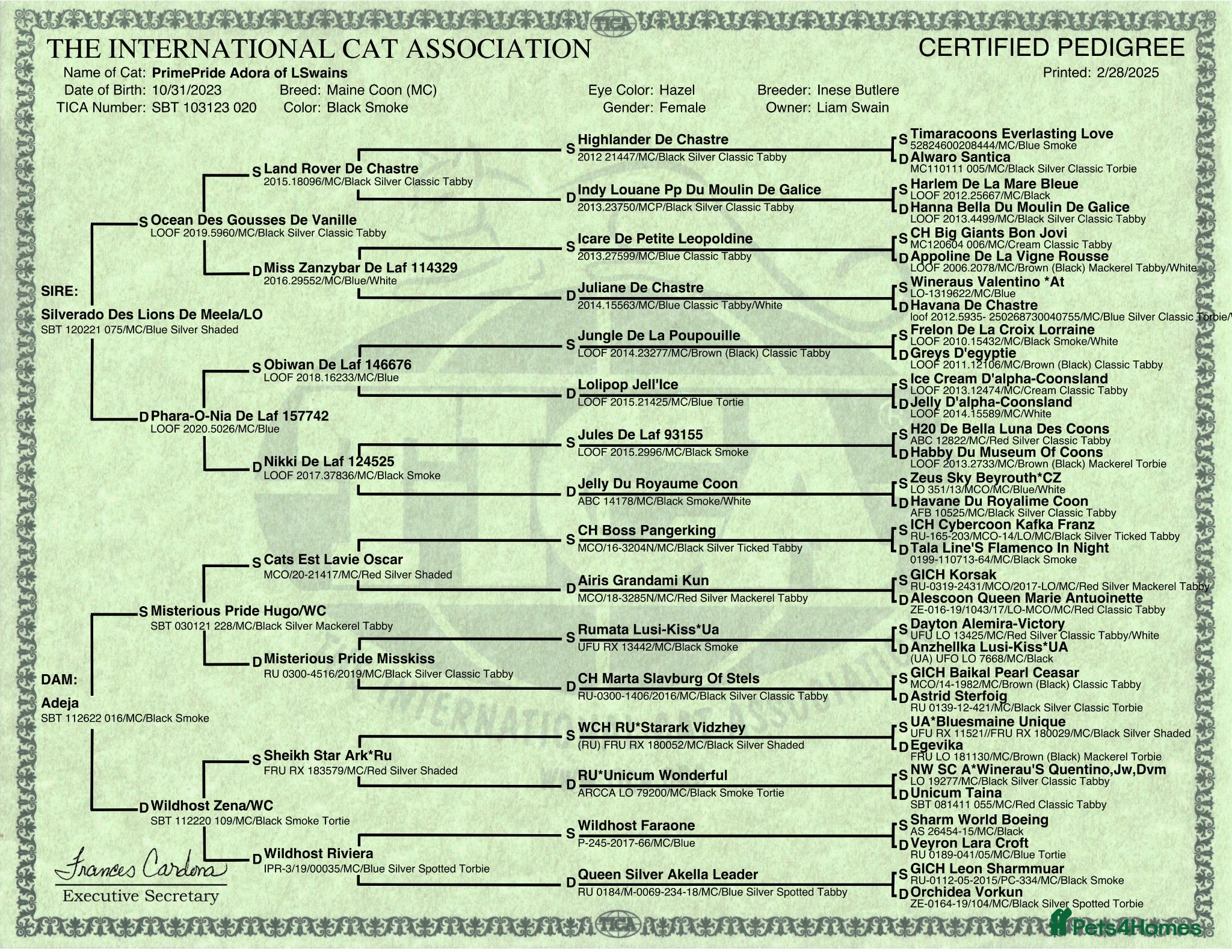 Maine Coon cats Maine Coon Kittens - Advert 2