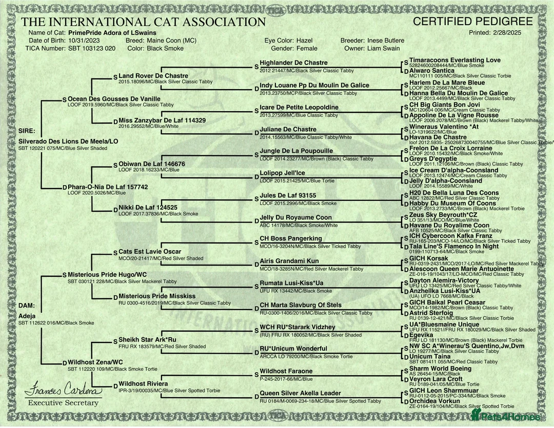 Maine Coon cats for sale: Maine Coon Kittens - Advert 2