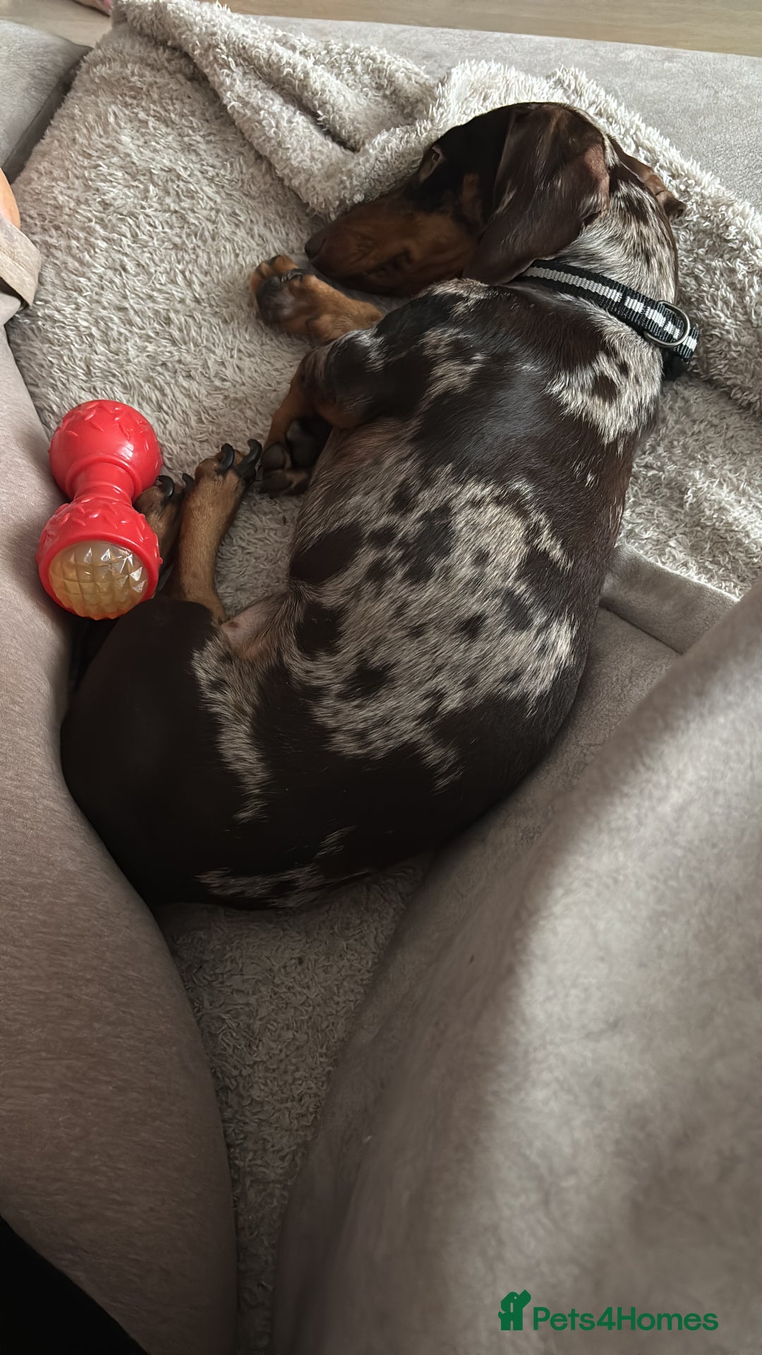 Miniature Dachshund dogs for sale: Rehoming x2 dachshunds  - Advert 2