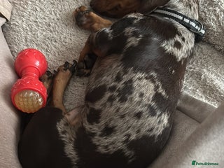 Miniature Dachshund dogs Rehoming dachshunds - Advert 11