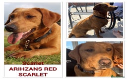 Labrador Retriever dogs for sale: KC REGISTERED FOX RED LABRADOR PUPPYS DUE SOON  - Image 2