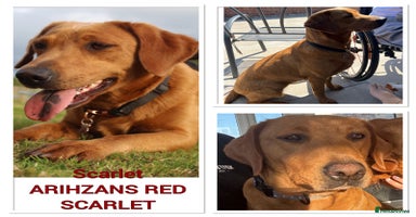 Labrador Retriever dogs - Advert 1