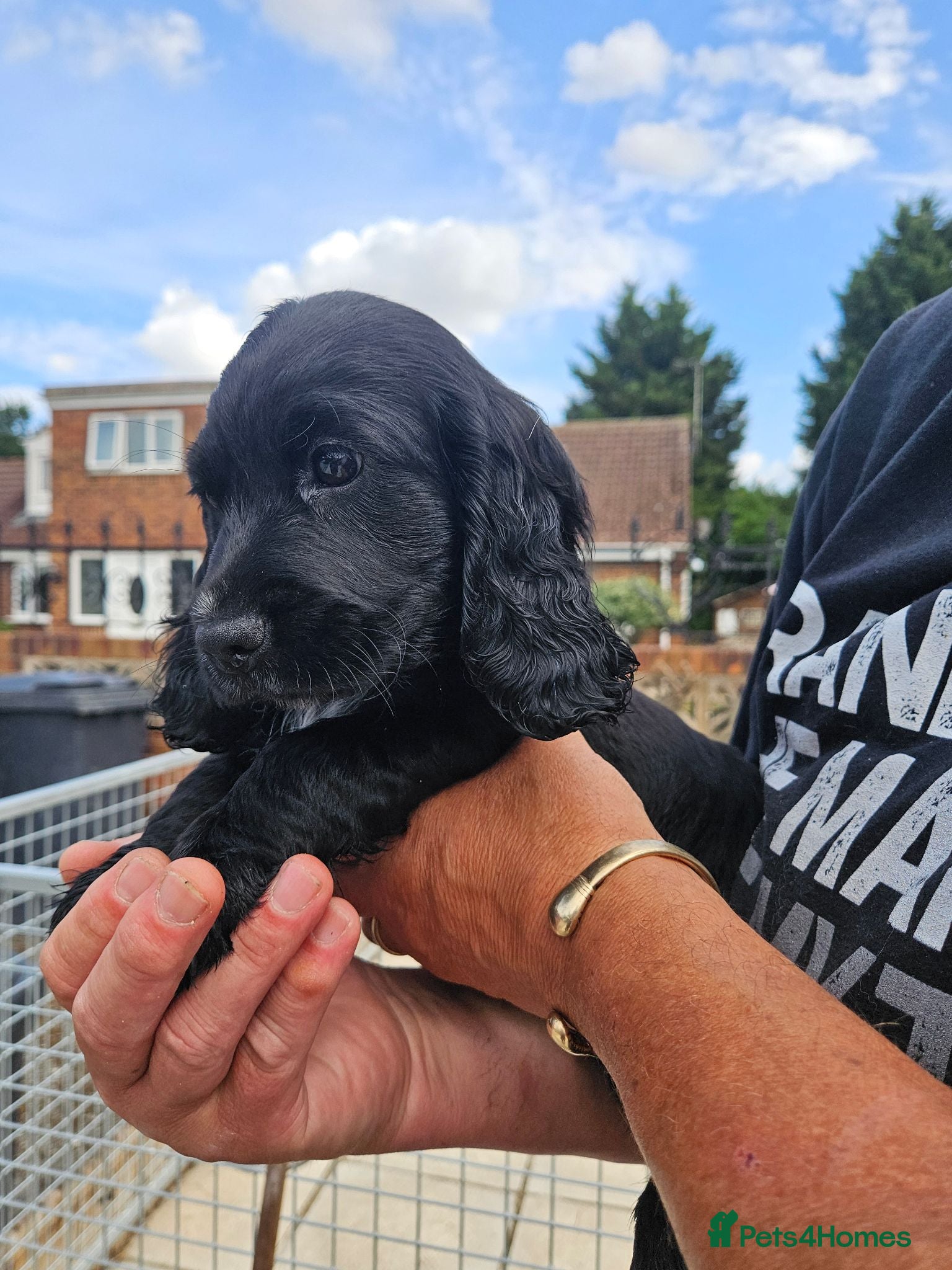 Cocker Spaniel dogs Cocker spaniel puppies  - Advert 1