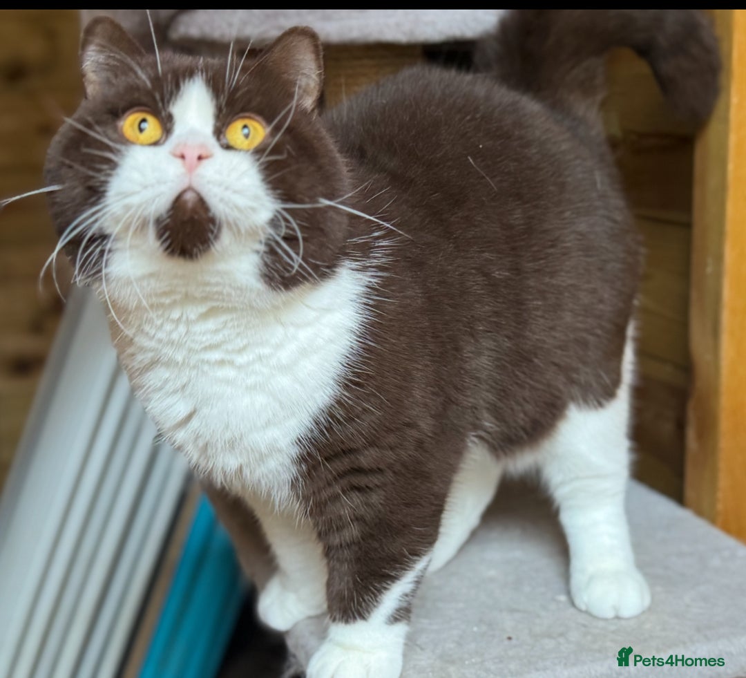 British Shorthair cats for sale: Tica reg red bi colour kitten boy  - Image 6