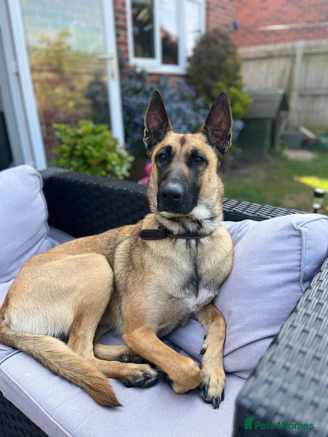 Belgian Shepherd Dog dogs for sale: Belgian Malinois pups  - Advert 2