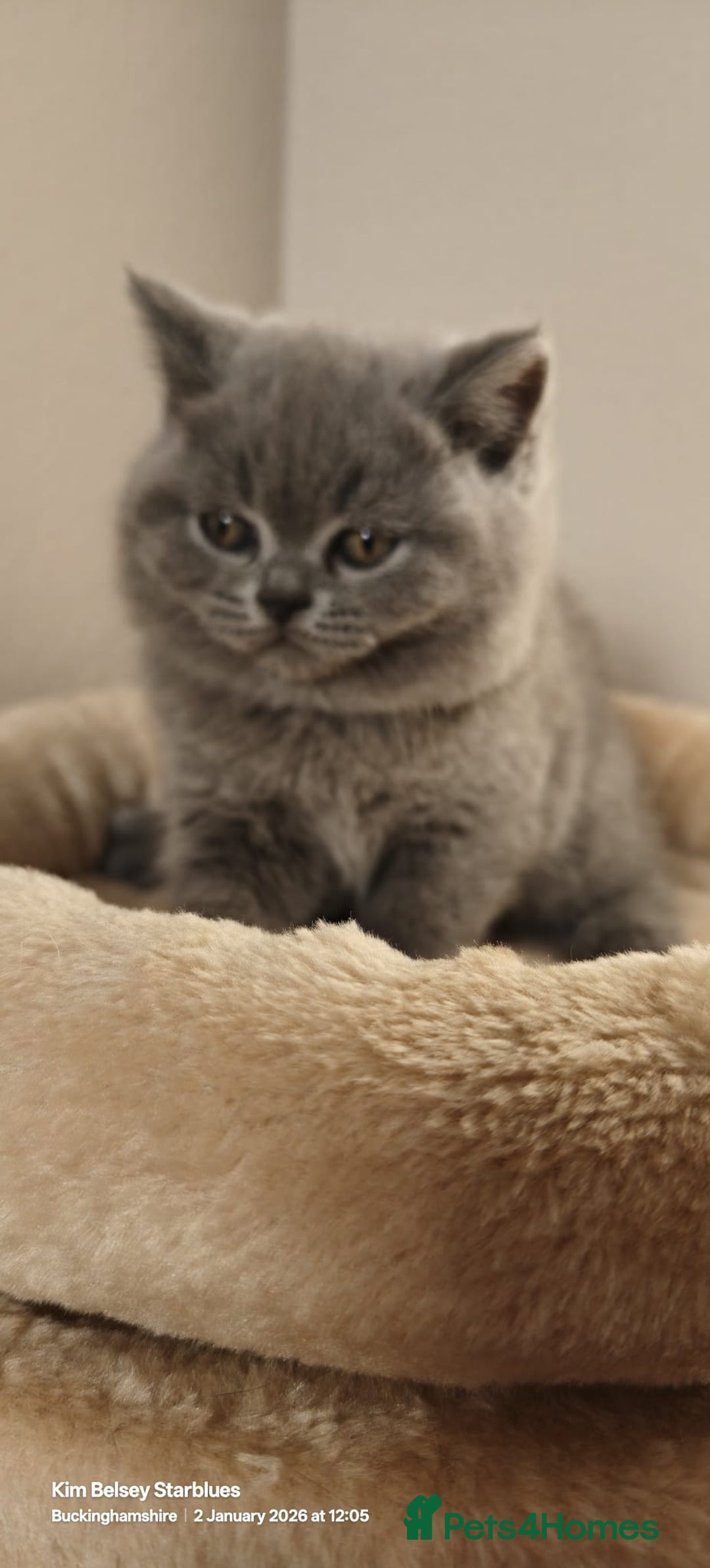 British Shorthair cats for sale: GCCF Reg pedigree Blue and Black Kittens  - Advert 8