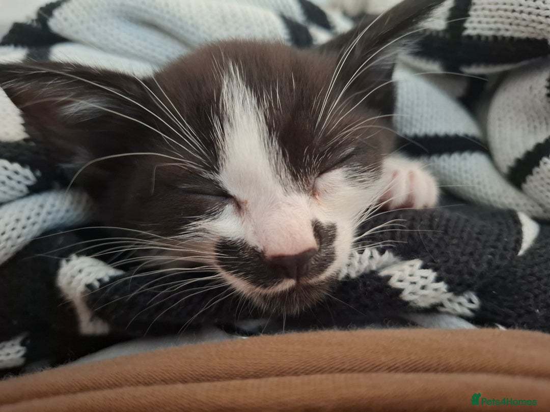 Mixed Breed cats for sale: Bella - Image 7