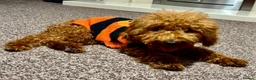 Miniature Poodle dogs for sale: Poodle in Nottingham - Advert 3