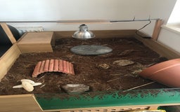 Tortoise reptiles for sale: Horse field tortoise  - Image 4