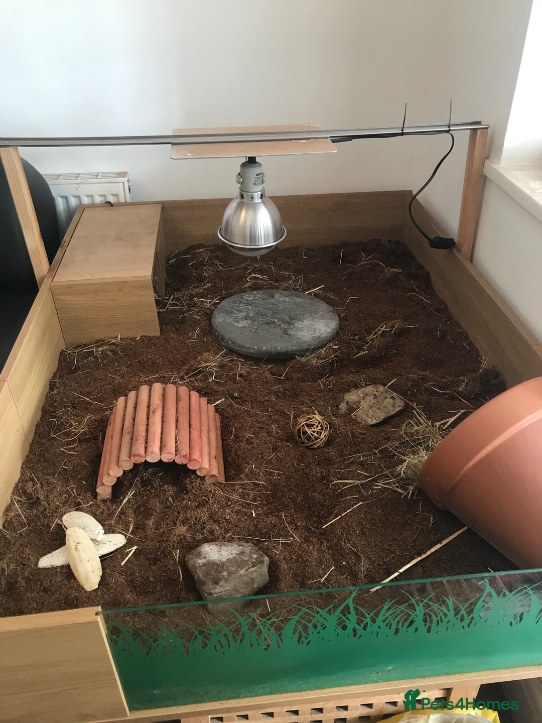 Tortoise reptiles for sale: Horse field tortoise  - Image 4