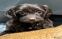 Cockapoo dogs for sale: 🩷READY TO LEAVE - Beautiful F1 Cockapoo pups  - Image 15