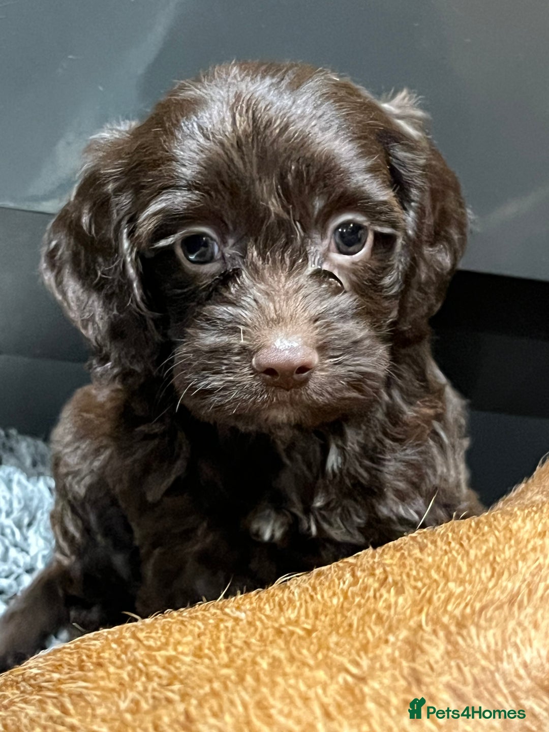 Cockapoo dogs for sale: 🩷READY TO LEAVE - Beautiful F1 Cockapoo pups  - Image 15