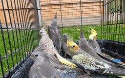Cockatiels birds for sale: Silly hand tamed baby cockatiels for sale  - Image 14