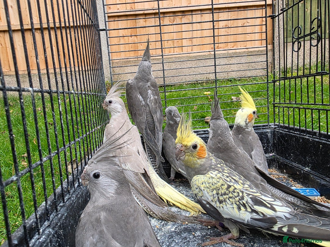Cockatiels birds for sale: Silly hand tamed baby cockatiels for sale  - Image 14
