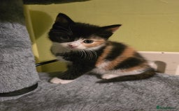 Mixed Breed cats for sale: Beautiful mixed breed female kitten  - Image 4