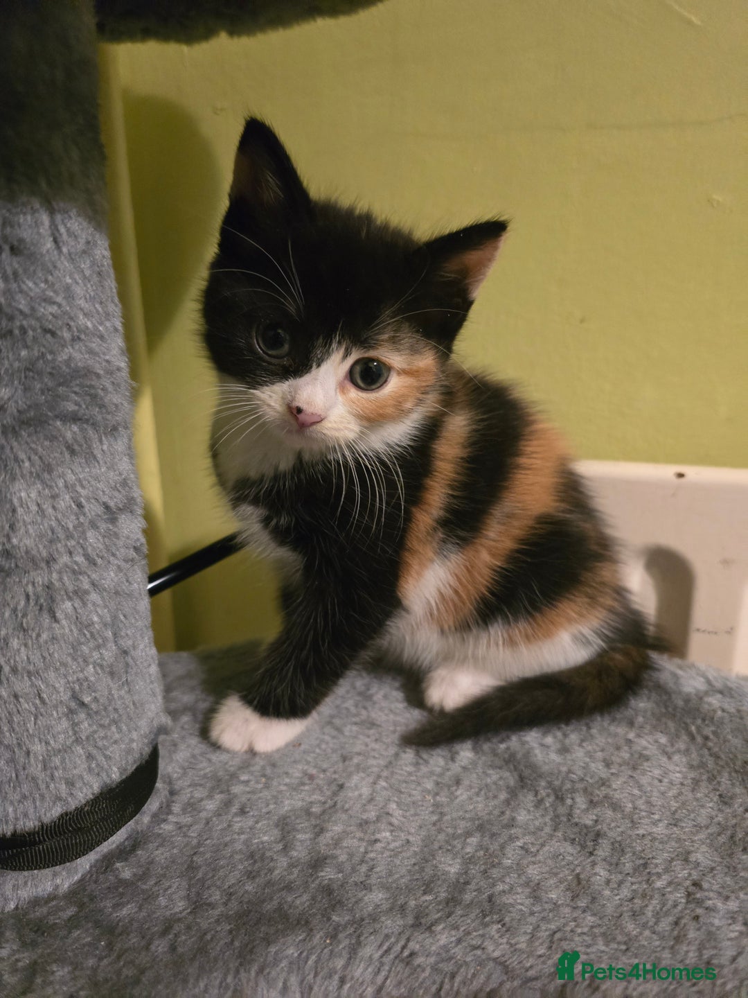 Mixed Breed cats for sale: Beautiful mixed breed female kitten  - Image 4