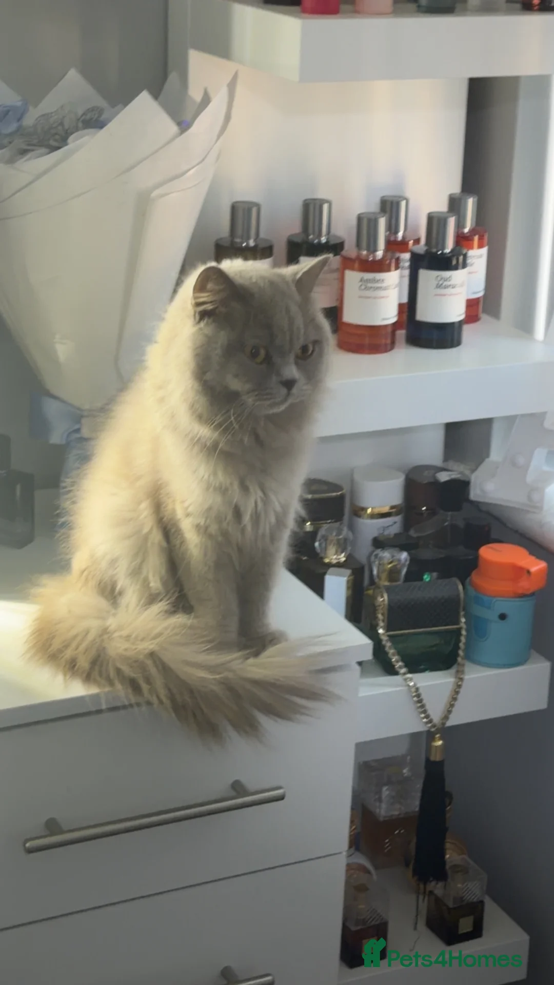 British Longhair cats for sale: Beautiful lilac longhair  - Advert 2