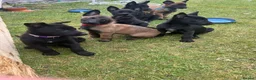 Belgian Shepherd Dog dogs for sale: Top quality Malinois puppies protectioning line - Advert 3