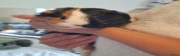 Guinea Pig rodents for sale: 2 guinea pigs  in Kilmacolm - Advert 5