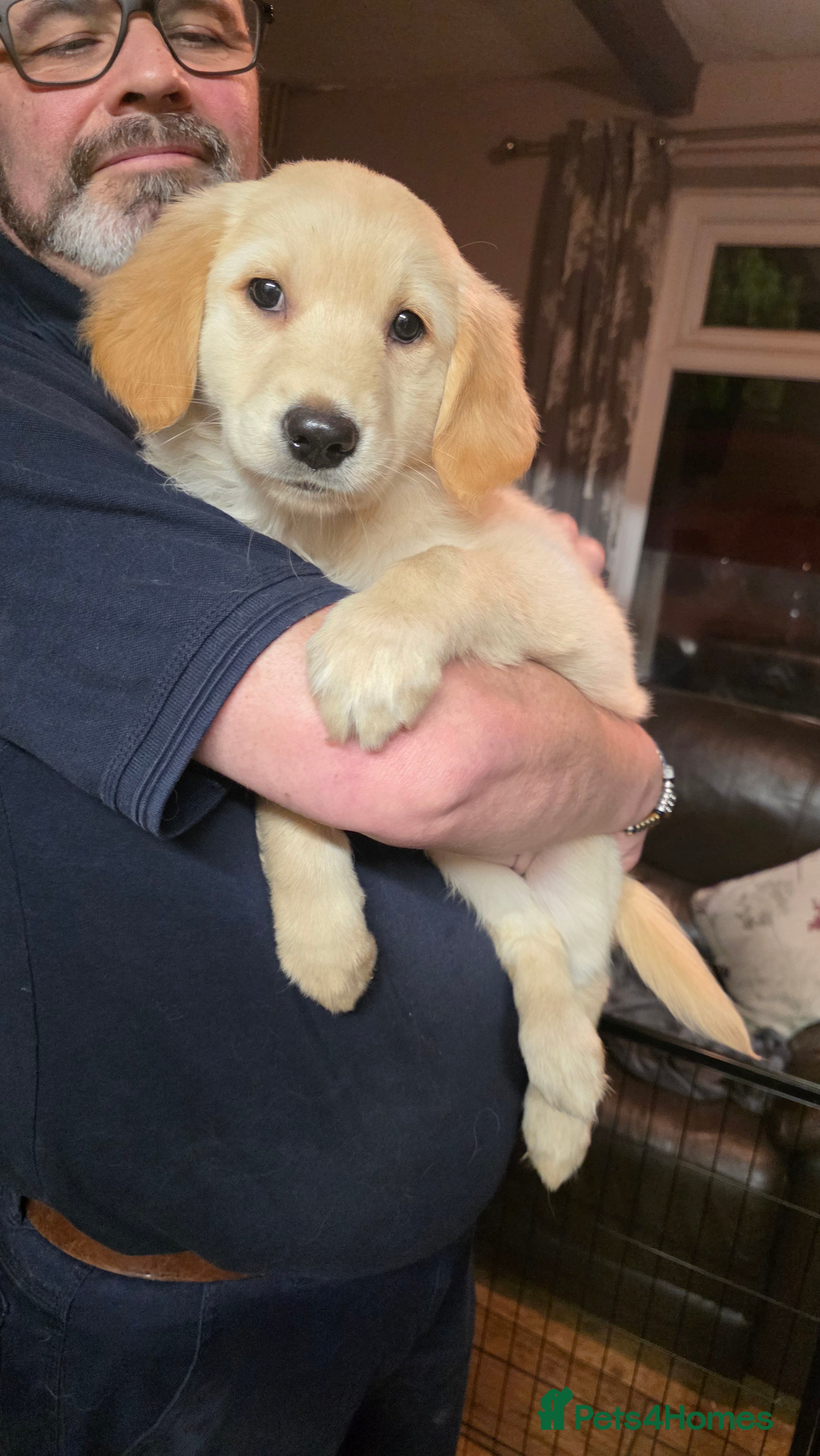 Mixed Breed dogs Golden shepherds ready now - Advert 14