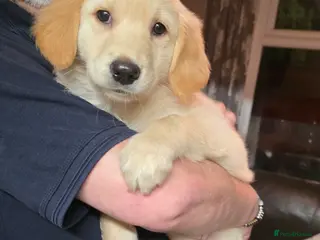 Mixed Breed dogs Golden shepherds ready now - Advert 14