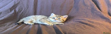 Munchkin Kitten 3