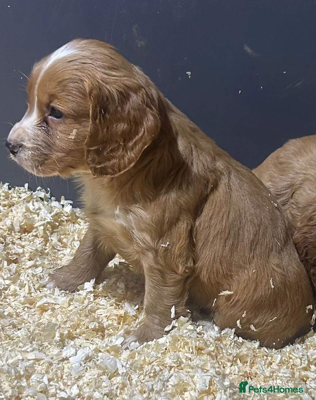 Cocker Spaniel dogs for sale: Outstanding litter of cocker spaniel puppies  - Advert 7