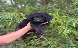 Bordoodle dogs for sale: Collie poodle ready now  - Image 1