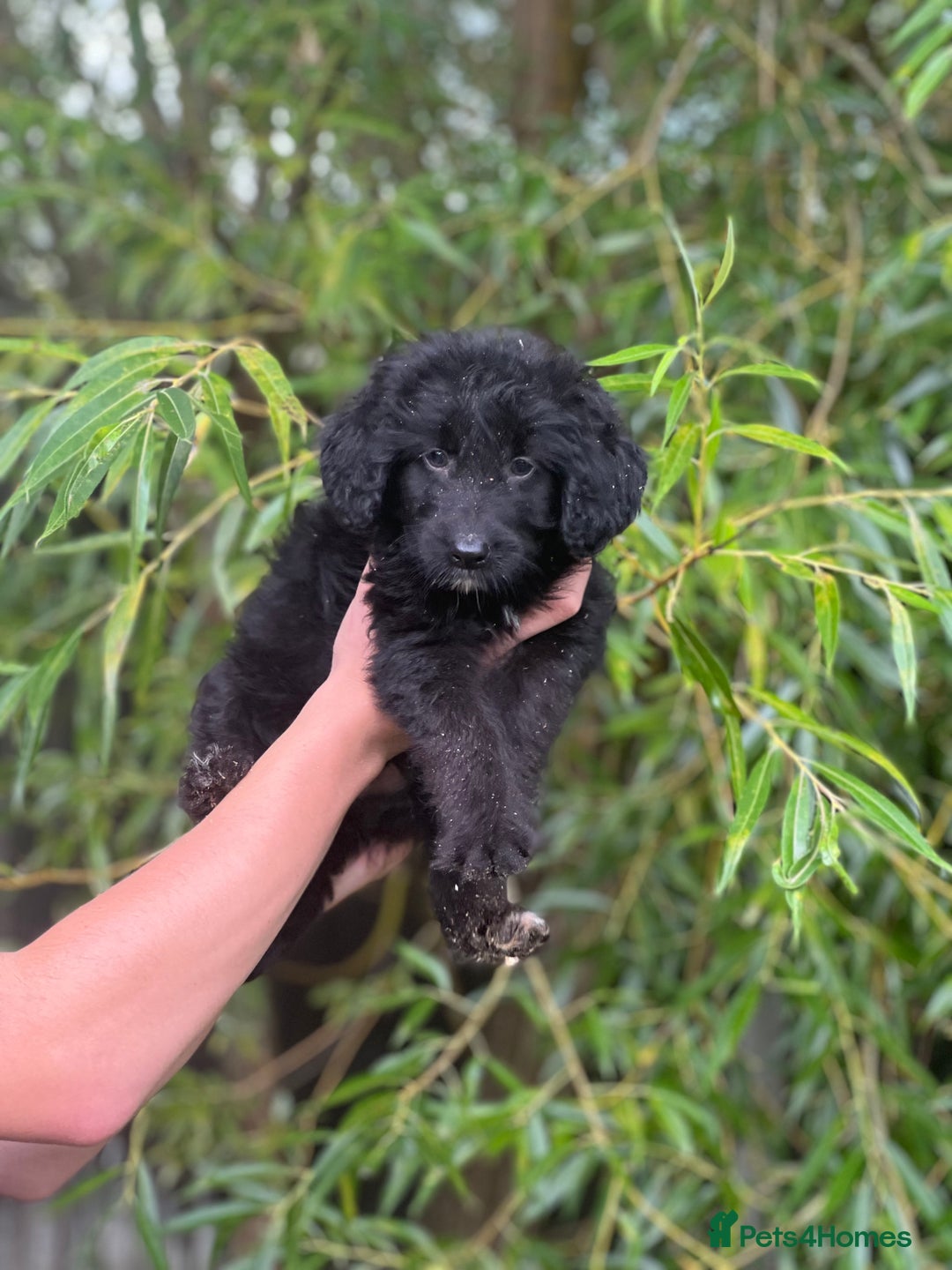 Bordoodle dogs for sale: Collie poodle ready now  - Image 1