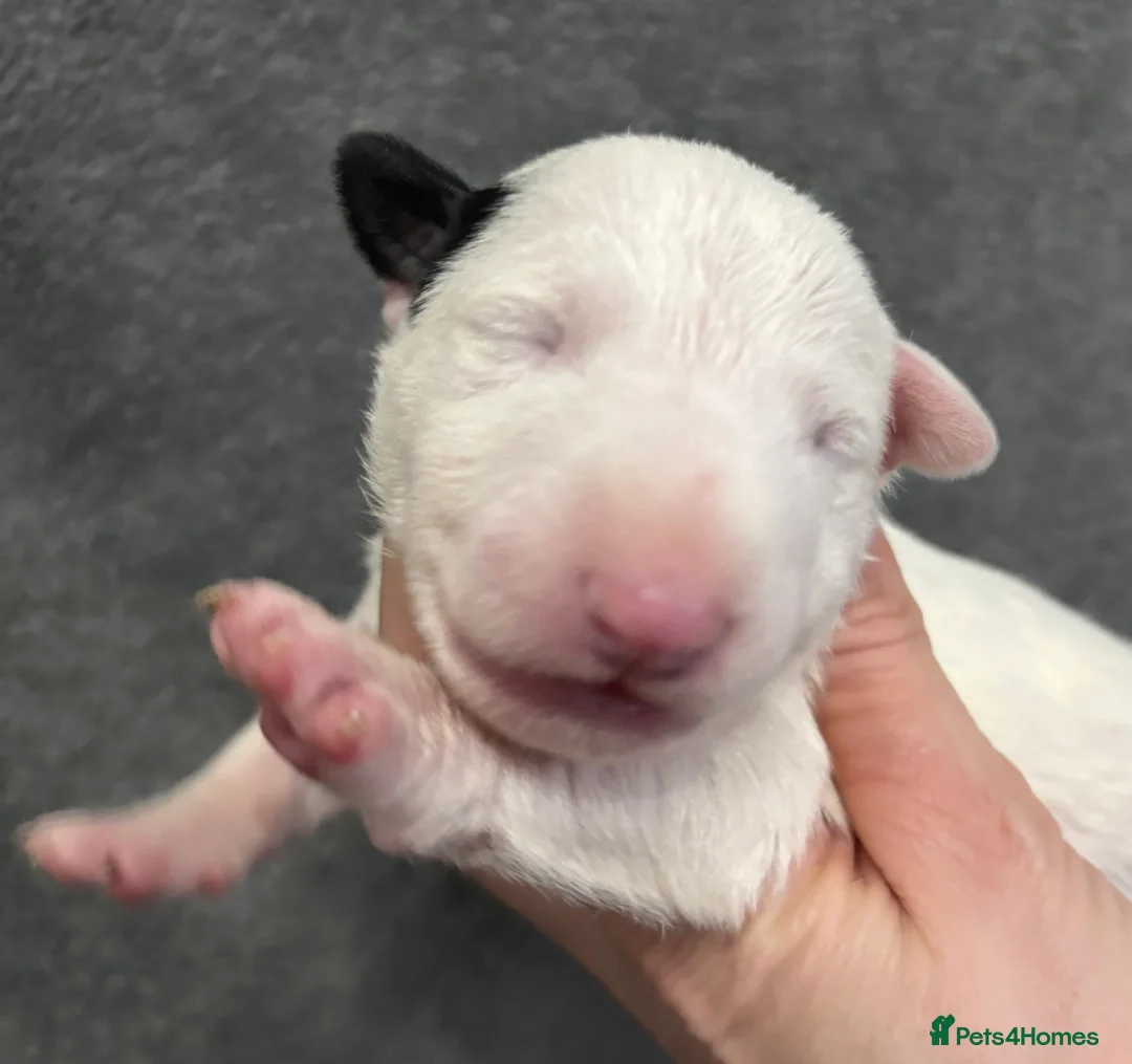 English Bull Terrier dogs for sale: Outstanding litter of bullterriers  - Advert 8