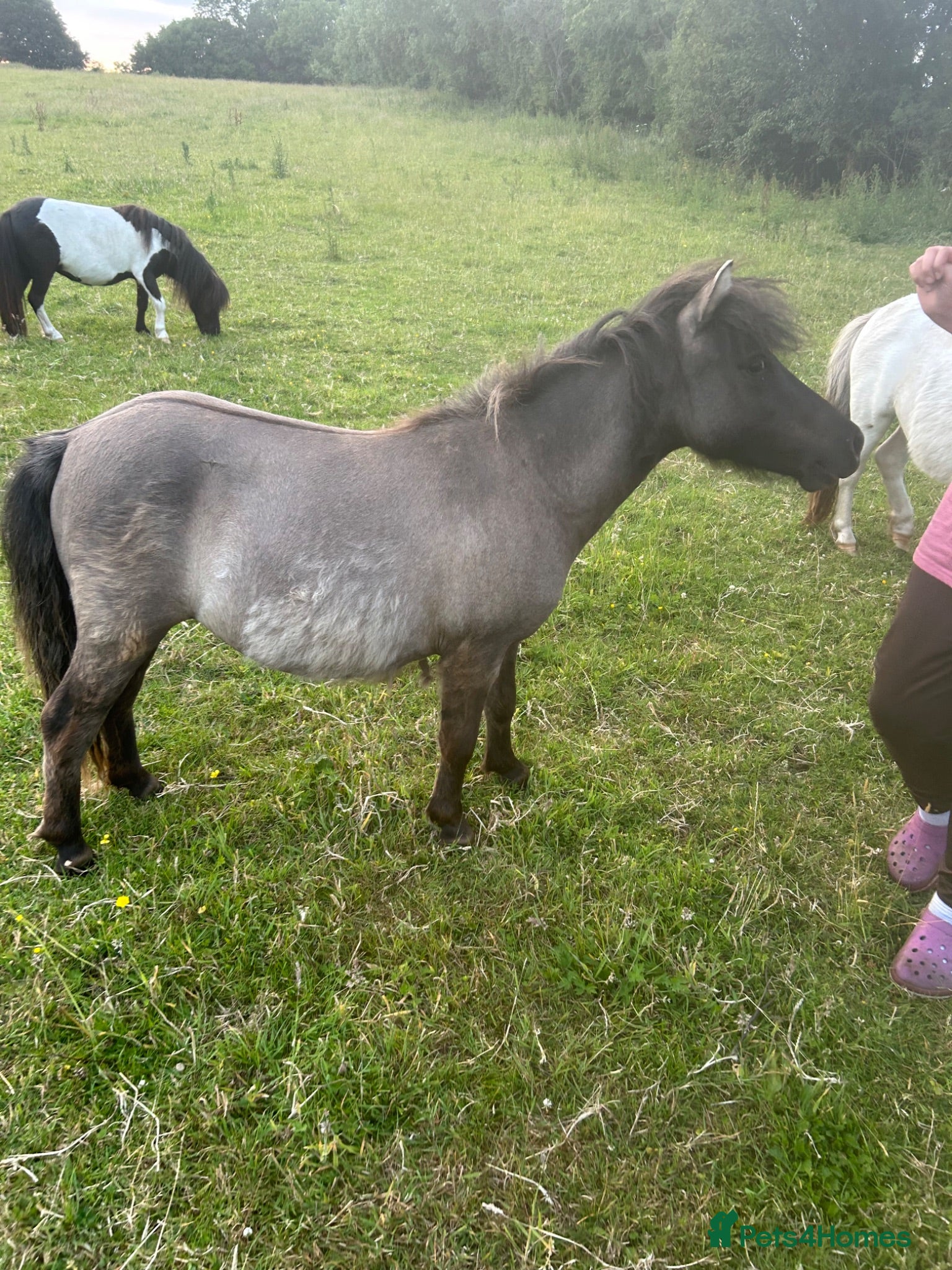 Shetland pony horses Stunning grulla filly - Advert 1