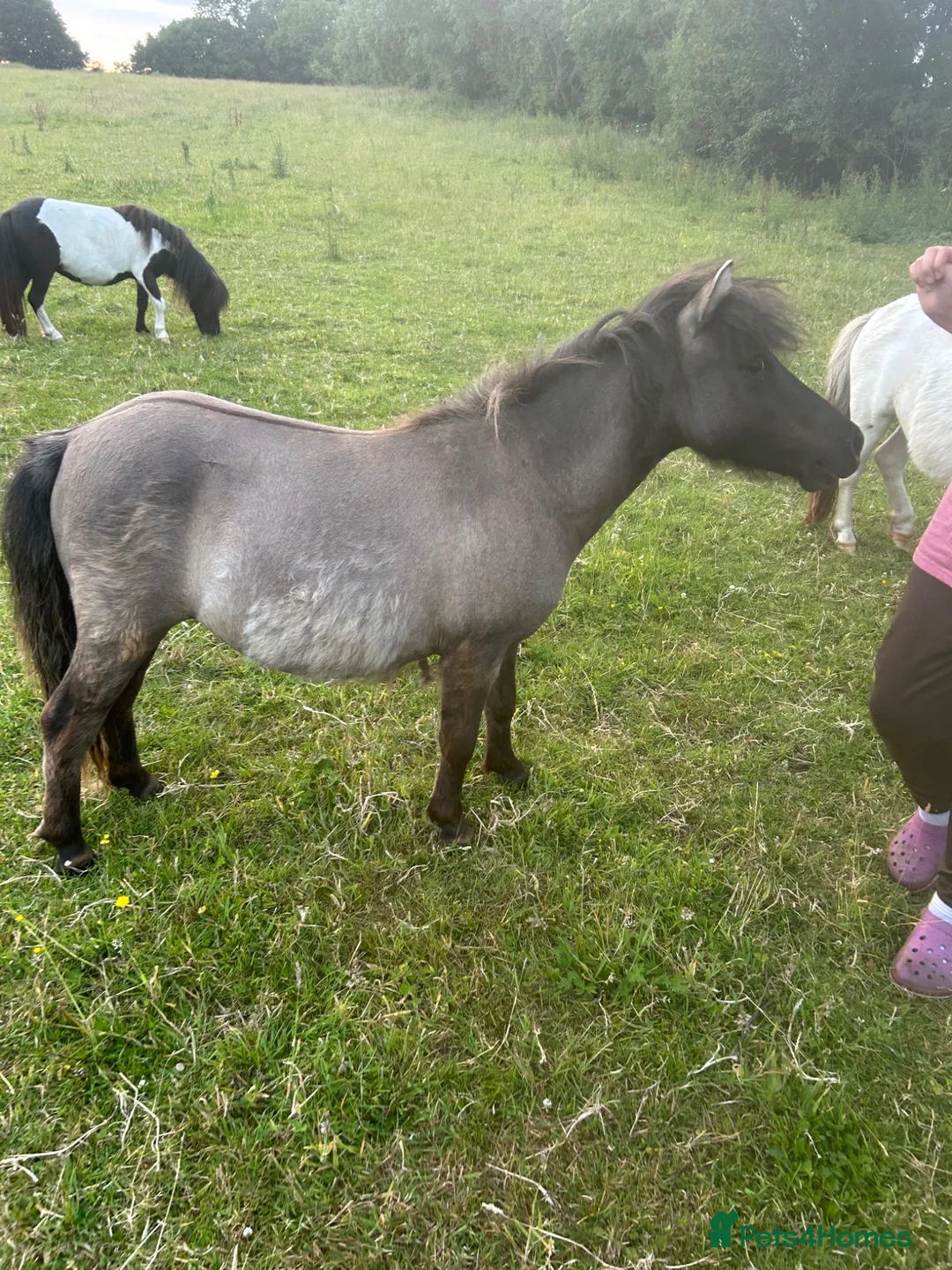 Shetland pony horses for sale: Stunning grulla filly - Advert 1