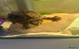 Turtle reptiles for sale: Male musk turtle 6 months old  - Image 1