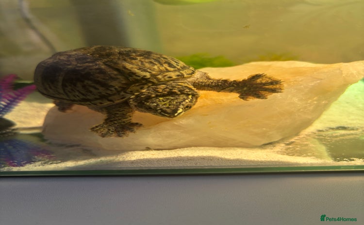 Turtle reptiles - Advert 1