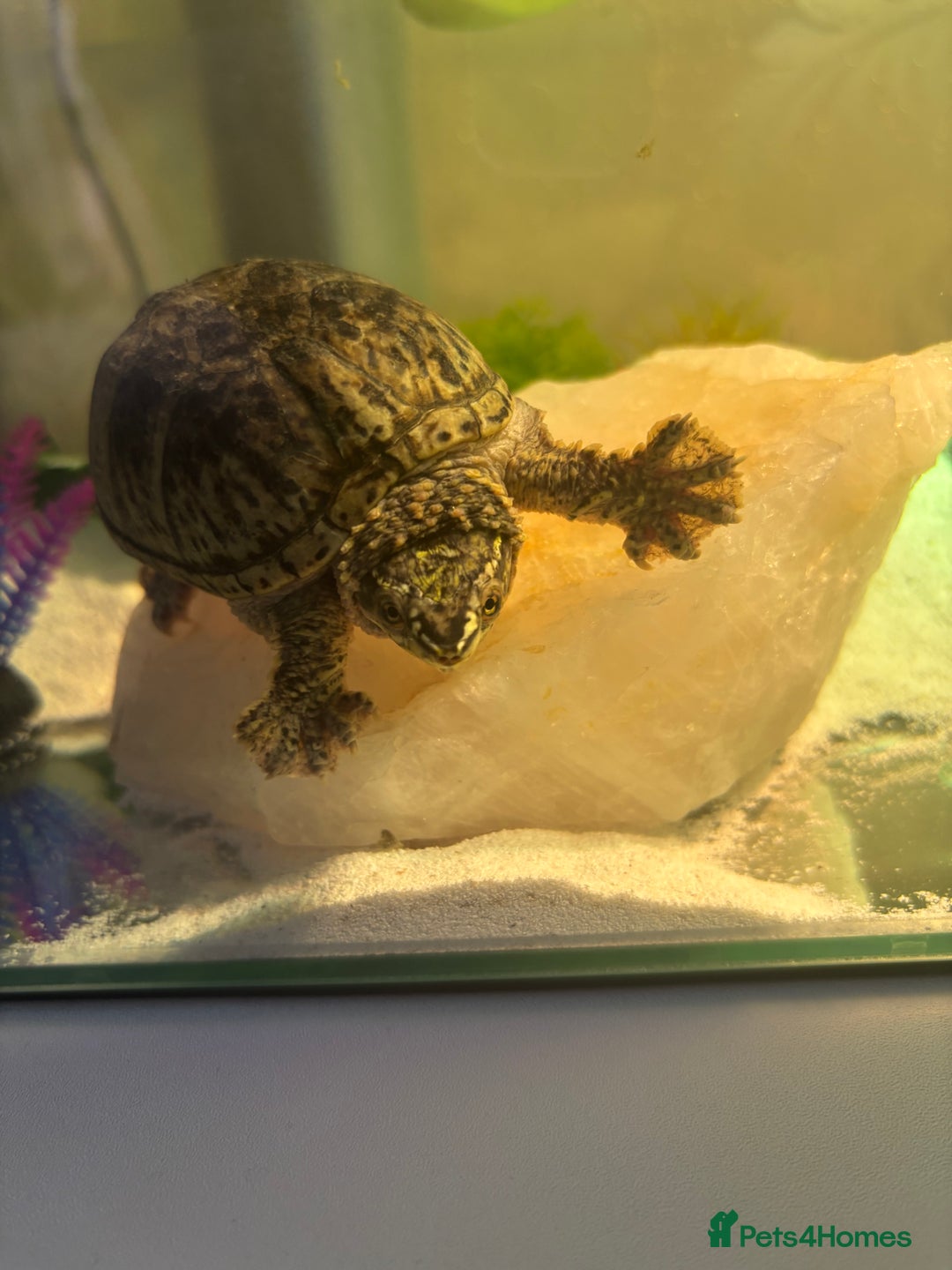 Turtle reptiles for sale: Male musk turtle 6 months old  - Image 1
