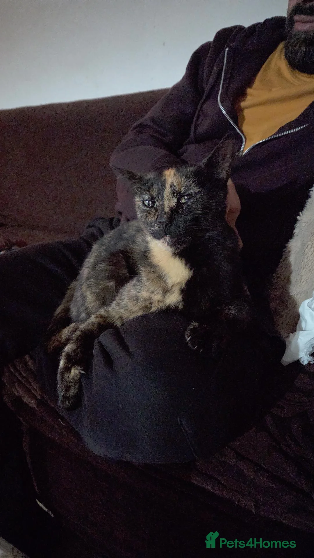 Mixed Breed cats for sale: Male kitten - Advert 2