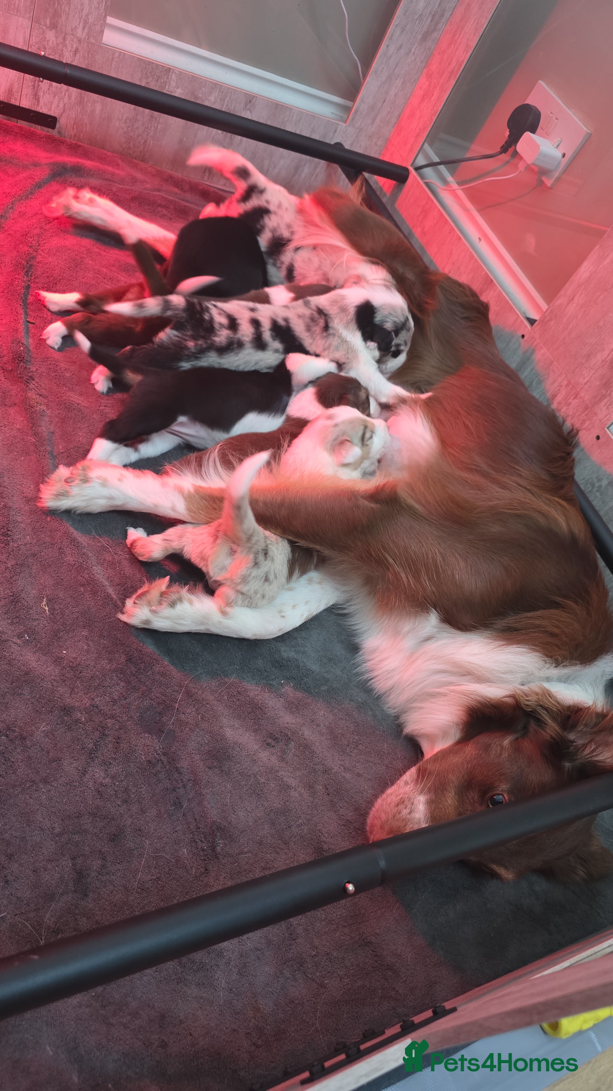Border Collie dogs Border Collie Puppies  - Advert 2