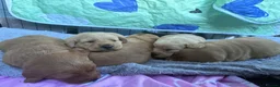 Mixed Breed dogs for sale: Beutiful 2nd litter of 5 lab X cockapoos  in York - Advert 4