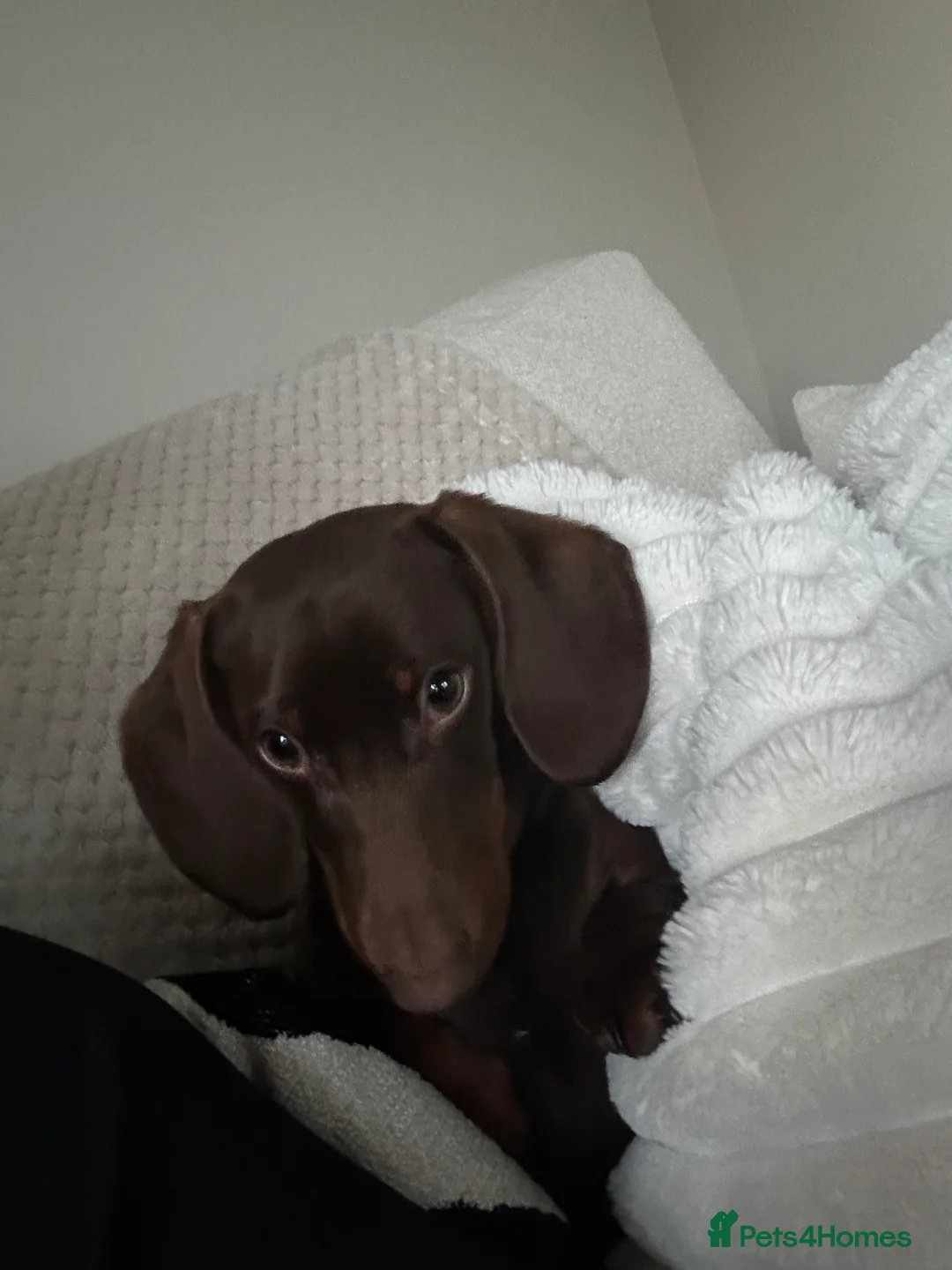 Dachshund dogs for stud: Richmond the stud  - Advert 12