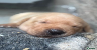 Labrador Retriever dogs - Advert 2