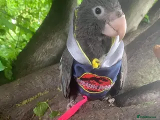 Parrots birds Female vasa parrot - Advert 4