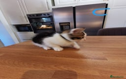 Mixed Breed cats for sale: Beautiful kittens ready now - Image 14