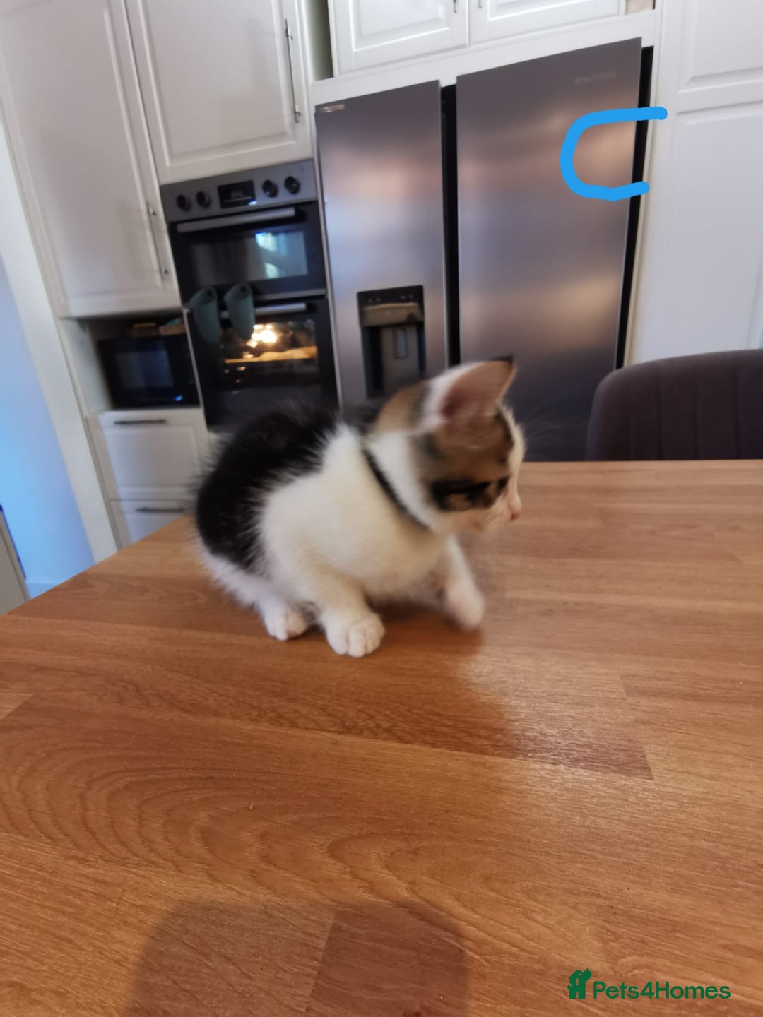 Mixed Breed cats for sale: Beautiful kittens ready now - Image 14
